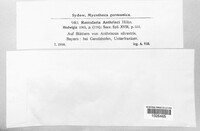 Ramularia anthrisci image